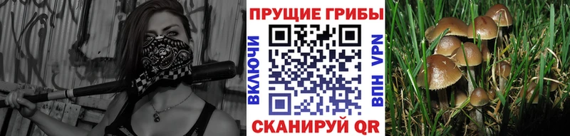 блэк спрут онион  Неман  Галлюциногенные грибы ЛСД 